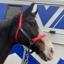 Dally - końska dama w rodzinie Petsband