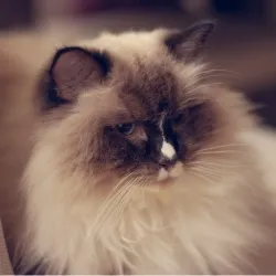 Kermelcia - rasowa kocica z rodziniy Petsband