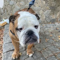 Kleofas - rasowy zadrośnik rodziny Petsband