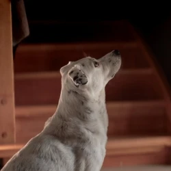 Ozzy - przybłęda ukochana i zaadoptowana przez rodzinię Petsband